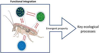 Arthropod-Microbiota Integration: Its Importance for Ecosystem Conservation